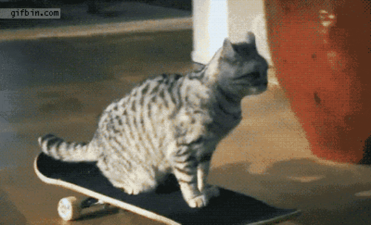 Funniest-cat-gifs-on-the-internet-38gif