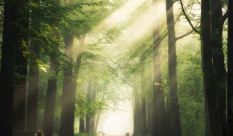 Pathway in the middle of the green leafed trees with the sun shining through the branches