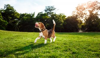 Funny happy beagle dog walking, playing in park.